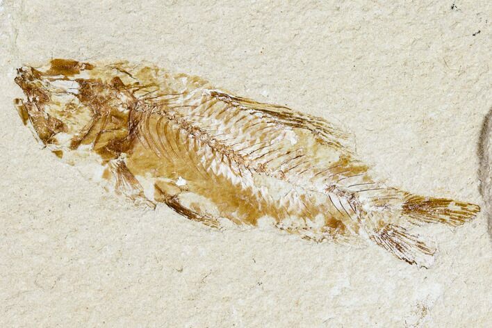 Cretaceous Fossil Fish - Lebanon #107563